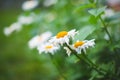 Flower Garden Daisies 4