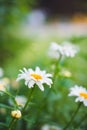 Flower Garden Daisies 5