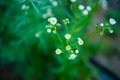 Flower Garden Daisies 7 Royalty Free Stock Photo