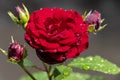 A flower of a garden dark red rose with raindrops, close-up Royalty Free Stock Photo