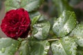 A flower of a garden dark red rose with raindrops, close-up Royalty Free Stock Photo