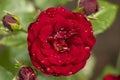 A flower of a garden dark red rose with raindrops, close-up Royalty Free Stock Photo