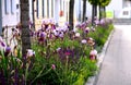 The flowerbed between the sidewalk and the roadway of the street is planted with flowers of purple and blue purple color under the Royalty Free Stock Photo