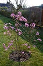 Magnolia susan shrub blooming pink-violet in April solitary shrub used in gardens and parks loebneri Royalty Free Stock Photo