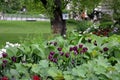 Flowerbed with dark red burgundy tulips and rich greenery leaves old oak trees lush mown lawn and bird feeder made of buckets