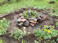 Flower garden with fresh plants and stones. Summer blooming flowerbed. Royalty Free Stock Photo