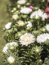The flower garden is full of lush fresh aster flowers of different colors Royalty Free Stock Photo