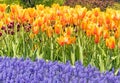 Flower garden full of tulips and grape hyacinths in Spring