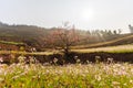 Flower in garden at Ha giang province