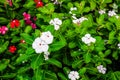 The flower garden has many colorful flowers and beautiful green leaves. Royalty Free Stock Photo