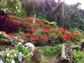 Flower garden on the hill slope