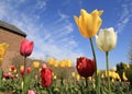 A beautiful tulip garden in holland with a blue sky Royalty Free Stock Photo