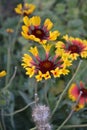 Flower garden, bed. Gaillardia. G. hybrida Fanfare Royalty Free Stock Photo