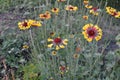 Flower garden, bed. Gaillardia. G. hybrida Fanfare Royalty Free Stock Photo