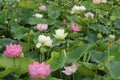 Flower garden of Lotus