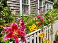 Flower garden in Nantucket Royalty Free Stock Photo