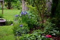 Iris sibirica flowerbed in the garden with blue irises and lush green bushes and hedges