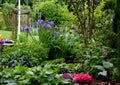 Iris sibirica flowerbed in the garden with blue irises and lush green bushes and hedges Royalty Free Stock Photo