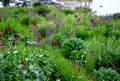 Colorful prairie flower bed with purple and red flowers in spring lush green reminiscent of a meadow Royalty Free Stock Photo