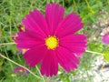 Beautiful Cosmos Flower pink color, red color and Purple color in gardent