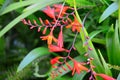 Crocosmia Flower in Garden