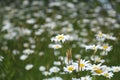 Flower garden of Oxe eye daisy