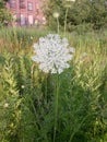 Flower garden peacful nature Royalty Free Stock Photo