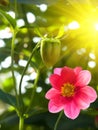 Flower garden pink petals