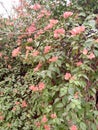 Flower garden pink flower and their leaves