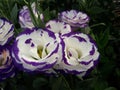 Purple white lisianthus