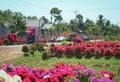 Flower garden ready to harvesting in Mekong Delta, Vietnam Royalty Free Stock Photo