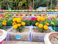 Flower Garden on the roof