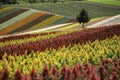 Flower Garden of Shikisai no Oka in Biei, Hokkaido