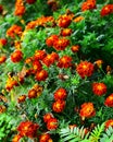 The beauty of Red Flowers in the Garden Royalty Free Stock Photo