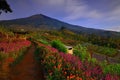 Flower Garden of Silancur Wonderful Magelang Indonesia Royalty Free Stock Photo