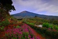 Flower Garden of Silancur Wonderful Magelang Indonesia Royalty Free Stock Photo