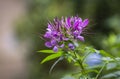 Flower in the garden and sorrounding the house