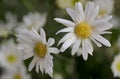 Flower in the garden and sorrounding the house