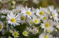 Flower in the garden and sorrounding the house