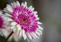 Flower in the garden and sorrounding the house