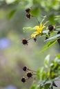 Flower in the garden and sorrounding the house