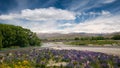 Flower garden, South Island, New Zealand Royalty Free Stock Photo