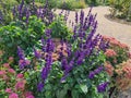 Flower garden stammer Park Royalty Free Stock Photo
