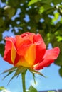 Delicate red-yellow rose bud in a flower garden. Royalty Free Stock Photo