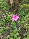 flower in the garden on sunny day. Selective focus. Botanical shot