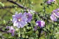 Flower of garden tree-mallow on the stem Royalty Free Stock Photo