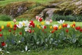 Flower garden - tulips in spring