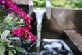 Flower Garden verbena near a small Spring (hydrology)