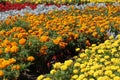 Flower garden. Vivid colored flowers.