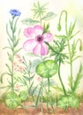 Flower garden with watercolor. Painting with poppies, cornflower